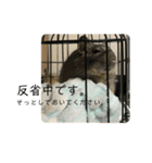 ウチのぽてとさらだ（個別スタンプ：12）