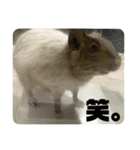 ウチのぽてとさらだ（個別スタンプ：14）