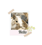 ウチのぽてとさらだ（個別スタンプ：16）