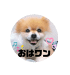 コバプリン（個別スタンプ：1）