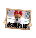 コバプリン（個別スタンプ：2）