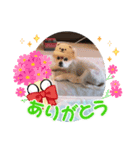 コバプリン（個別スタンプ：3）