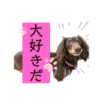 ウチのまろたん（個別スタンプ：1）