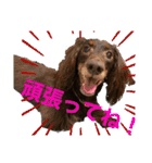ウチのまろたん（個別スタンプ：3）