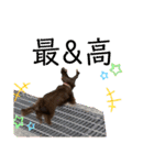 ウチのまろたん（個別スタンプ：4）
