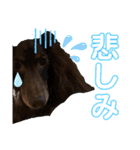 ウチのまろたん（個別スタンプ：7）