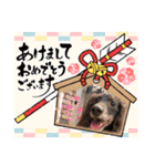 ウチのまろたん（個別スタンプ：15）