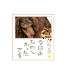 ウチのまろたん（個別スタンプ：18）