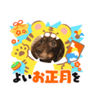 ウチのまろたん（個別スタンプ：19）