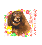 ウチのまろたん（個別スタンプ：20）