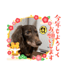 ウチのまろたん（個別スタンプ：21）