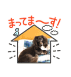 ウチのまろたん（個別スタンプ：23）