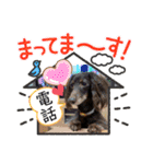 ウチのまろたん（個別スタンプ：24）
