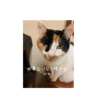 まるまるかいかい（個別スタンプ：6）