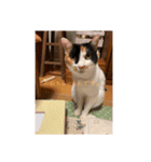 まるまるかいかい（個別スタンプ：15）