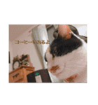 まるまるかいかい（個別スタンプ：16）