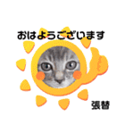 はり猫1（個別スタンプ：1）