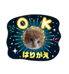 はり猫1（個別スタンプ：4）