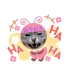 はり猫1（個別スタンプ：6）