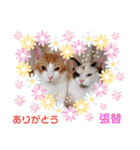 はり猫1（個別スタンプ：10）