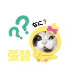 はり猫1（個別スタンプ：12）