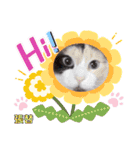 はり猫1（個別スタンプ：13）