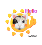 はり猫1（個別スタンプ：17）