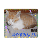 はり猫1（個別スタンプ：19）