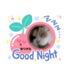 はり猫1（個別スタンプ：20）