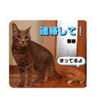 はり猫1（個別スタンプ：21）