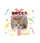 はり猫1（個別スタンプ：25）