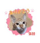 はり猫1（個別スタンプ：26）