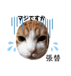はり猫1（個別スタンプ：27）