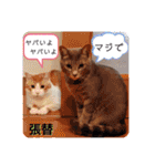 はり猫1（個別スタンプ：28）
