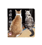 はり猫1（個別スタンプ：29）