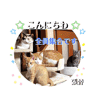 はり猫1（個別スタンプ：31）