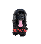 黒コッカー チョコの日常（個別スタンプ：4）