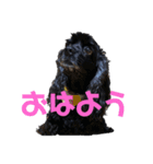 黒コッカー チョコの日常（個別スタンプ：10）