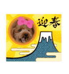 プードルのお正月（個別スタンプ：5）