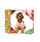 プードルのお正月（個別スタンプ：6）