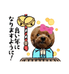 プードルのお正月（個別スタンプ：13）