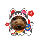 プードルのお正月（個別スタンプ：16）