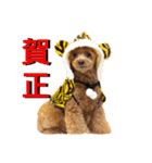 プードルのお正月（個別スタンプ：21）