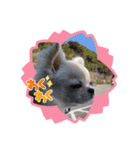 犬と猫の愉快な仲間達（個別スタンプ：5）