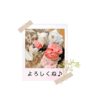 犬と猫の愉快な仲間達（個別スタンプ：10）
