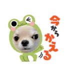犬と猫の愉快な仲間達（個別スタンプ：11）