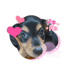 犬と猫の愉快な仲間達（個別スタンプ：13）