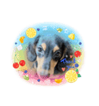 犬と猫の愉快な仲間達（個別スタンプ：15）