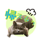 うちのデブリティシュ（個別スタンプ：1）