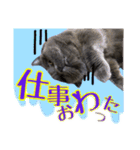 うちのデブリティシュ（個別スタンプ：2）